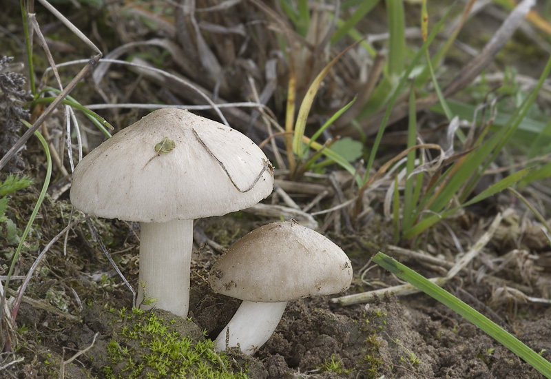 Entoloma prunuloides